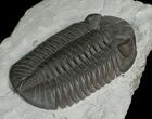 Monster Silica Eldredgeops Trilobite - #5746-3